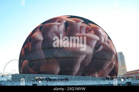 Las Vegas, Usa. Juli 2024. Pilze werden auf der Exosphäre im Sphere in Las Vegas ausgestellt. (Foto: Gabe Ginsberg/SOPA Images/SIPA USA) Credit: SIPA USA/Alamy Live News Stockfoto