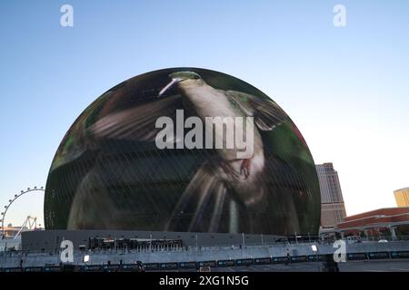 Las Vegas, Usa. Juli 2024. Ein Kolibri wird auf der Exosphäre im Sphere in Las Vegas ausgestellt. (Foto: Gabe Ginsberg/SOPA Images/SIPA USA) Credit: SIPA USA/Alamy Live News Stockfoto