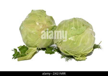 Zwei Köpfe Kohl mit Petersilienblättern liegen auf weißem Hintergrund. Stockfoto