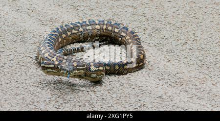 Teppichpython hat sich auf der Straße oben mit zusammengerollt. Blaue Zunge. Stockfoto