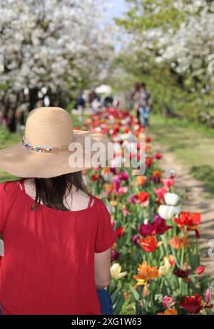 Ein Mädchen mit breitem Strohhut und roter Bluse steht im Frühjahr inmitten eines Tulpen- und Kirschblütenfeldes Stockfoto