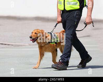 Polizeihund mit Weste und Leine während eines Polizeieinsatzes zur Bekämpfung des Drogenhandels im Hafen Stockfoto