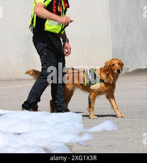 Retriever züchtet Hund bei der Suche und Rettung von vermissten Personen, die eine K-9 Unit Weste tragen und von seinem Hundeführer an der Leine gehalten werden Stockfoto