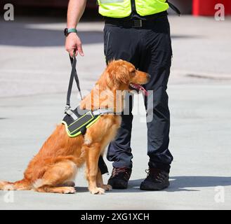 Such- und Rettungshund an der Leine, der während einer wichtigen Mission von seinem Hundeführer gehalten wird Stockfoto