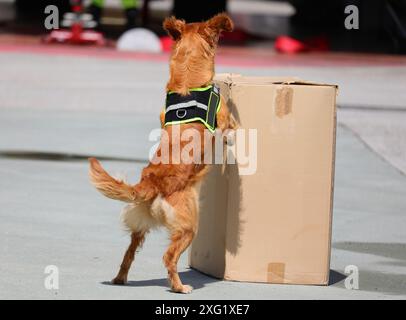 Polizeihunde während des Trainings, um nach illegalem Material oder Drogen zu suchen, die in der Kiste versteckt sind Stockfoto