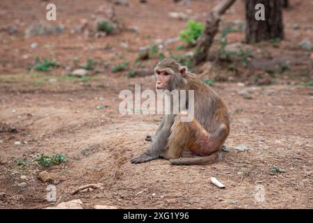 Allein der Affe sitzt auf dem Boden Stockfoto