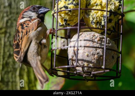 Ein Spatzenvogel, der auf einem Vogelfutter sitzt Stockfoto