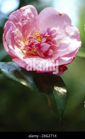 Japanische Kamelie (Camellia Japonica) Stockfoto