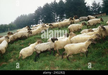 Latza Schafe. Legazpi. Gipuzkoa. Spanien Stockfoto