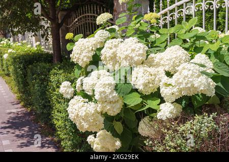 Busch von blühenden weißen Blüten der Paniculata Hortensie im Sommer draußen, Straßendekor. Gartenarbeit, dekorative Hochzeitsblume, Landschaftsdesign gar Stockfoto