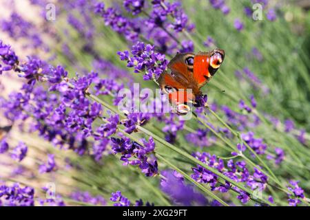 Pfauenfalter sitzt auf blühender violetter Lavendelblume nah oben, Makro auf Lavander Feld Hintergrund im Garten, Park. Gartenbau, Landschaft de Stockfoto