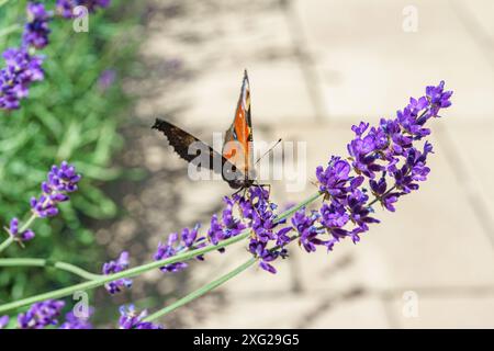 Pfau Schmetterling Aglais sitzt auf blühenden violetten Lavendelblume nah oben, Makro auf Lavander Feld Hintergrund im Garten, Blumenbeet. Gartenbau, Land Stockfoto