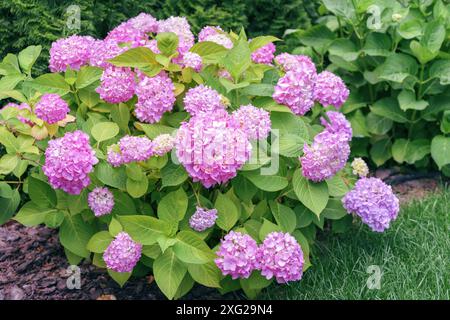 Busch von blühenden rosa Blüten der Hortensie Macrophylla Pink Annabelle im Sommergarten oder Park. Gartenarbeit, dekorative Hochzeitsblume, Landschaft de Stockfoto