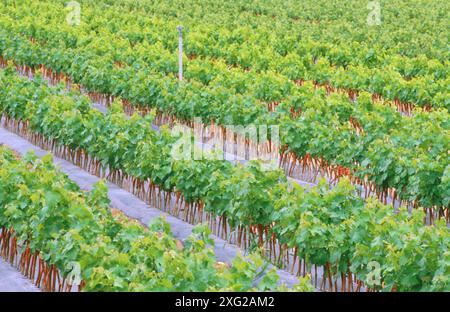 Weinberg in Navarra. Spanien. Stockfoto