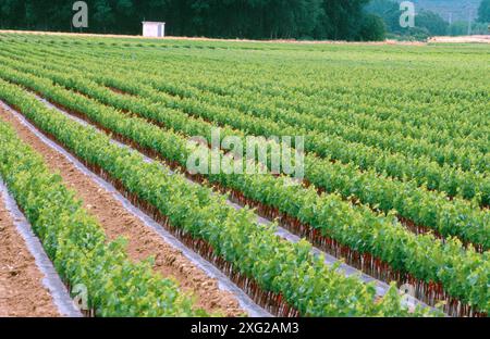 Weinberg in Navarra. Spanien Stockfoto