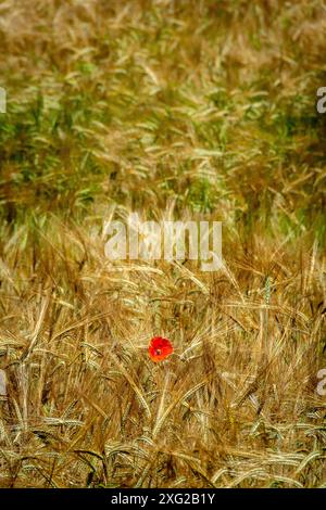 Roter Mohn in einem Weizenfeld. Der Auvergne. Frankreich. Stockfoto