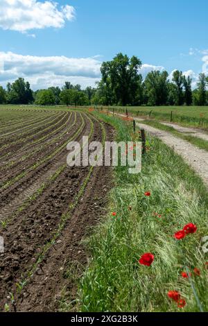 Ein gewundener Schotterweg durch ein Green Farm Field, Puy de Dome, Auvergne-Rhone-Alpes, Frankreich Stockfoto