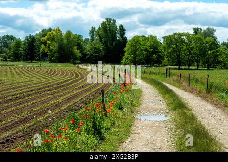 Ein gewundener Schotterweg durch ein Green Farm Field, Puy de Dome, Auvergne-Rhone-Alpes, Frankreich Stockfoto