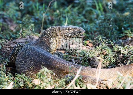 Rock Monitor Lizard in Südafrika. Stockfoto