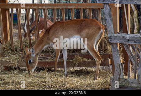 Wunderschöne Rote Lechwe Antilopen, Kobus Leche oder Gazellen ernähren sich von Heu in einem Wintergarten in Sofia, Bulgarien Stockfoto