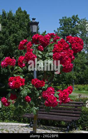 Eine schöne Sitzecke mit einer Bank und einem blühenden Busch mit roten Blumen im Rosengarten, Sofia, Bulgarien Stockfoto