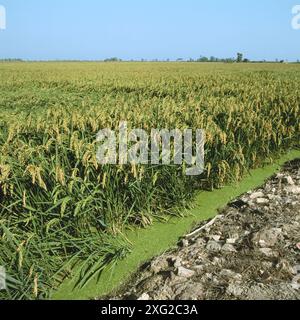Reisfelder, Fluss Ebro Delta-Naturpark. Tarragona Provinz, Katalonien, Spanien Stockfoto