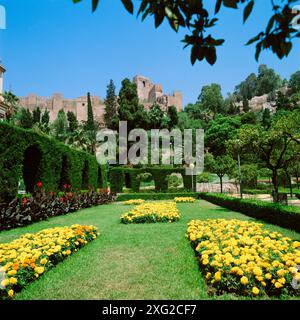 Pedro Luis Alonso Gärten, Alcazaba im Hintergrund. Malaga, Spanien Stockfoto