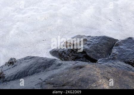 Schnelle Felskrabben Leptograpsus variegatus auf Felsen Stockfoto