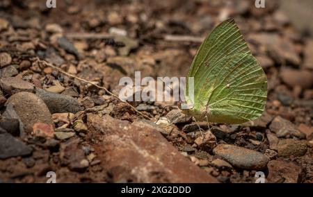 Schmetterlinge des Campingplatzes Wat Krang Stockfoto