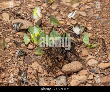 Schmetterlinge des Campingplatzes Wat Krang Stockfoto