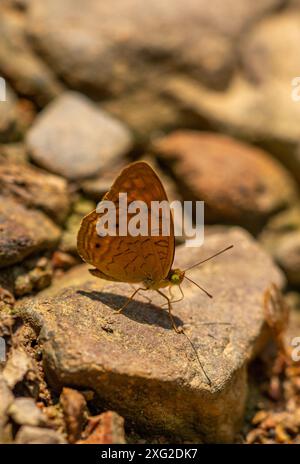 Schmetterlinge des Campingplatzes Wat Krang Stockfoto