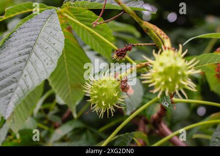 Kastanien auf einem Baum, Nahaufnahme. Junge Kastanienfrüchte in Regentropfen. Frisches grünes Laub in Wassertropfen. Sommer Natur im Detail. Kastanienbaum im Park Stockfoto