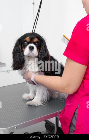 Ein professioneller Friseur kämmt die Haare von Cavalier King Charles Spaniel im Friseursalon. Stockfoto