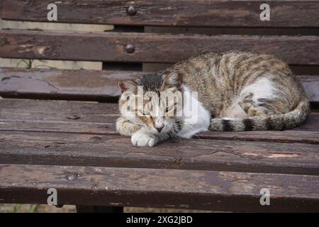 Kurzhaarkatze, die draußen auf einer Holzbank liegt. Stockfoto