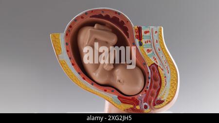 Wachstumsstadien des menschlichen Babys in der Entwicklung von neun Monaten, Schwangerschaftsstadien Stockfoto