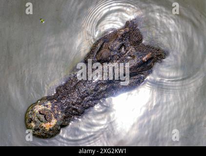 Krokodilkopf schwimmend im Wasser mit Sonnenreflexion auf der Oberfläche, Draufsicht Stockfoto