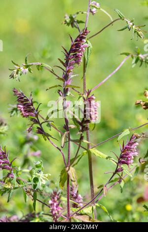 Rote Bartsia (Odontites vernus) Wildblume auf Grasland im Sheepleas Nature Reserve, Surrey, England, Großbritannien Stockfoto