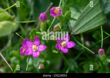 Kleiner Centaury (Centaurium pulchellum), eine rosa Wildblume auf Grasland, die im Juli oder Sommer blüht, England, Vereinigtes Königreich Stockfoto