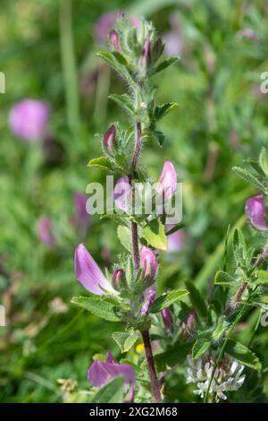 Gewöhnliche Restharrow (Ononis repens) Wildblume, eine niedrig wachsende kriechende Pflanze mit kleinen rosa Blüten auf Grasland, England, Großbritannien Stockfoto