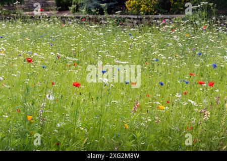 Farbenfrohe Wildblumen oder Wildblumen, einschließlich rotem Mohn und Kornblumen, die im Sommer im RHS Wisley Garden, Surrey, England, Großbritannien, wachsen Stockfoto