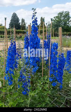 Blaue Delfine, unterstützt von Stangen und einem Gitter oder Netz, das im Juli 2024 im RHS Garden Wisley Trials Garden, Surrey, England, Großbritannien, wächst Stockfoto