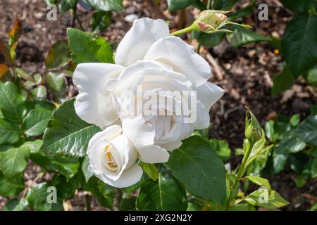 Rosa Silver Anniversary „Poulari“, Rosenstrauch mit doppelter weißer Blüte blüht im Sommer oder Juli, England, Großbritannien Stockfoto