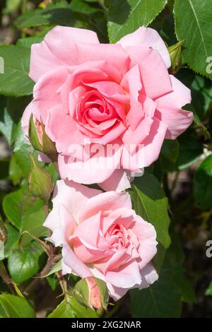 Rosa Sie sind wunderschön „Fryracy“, Rosenstrauch mit doppelten rosa Blüten Blume Blume im Sommer oder Juli, England, Großbritannien Stockfoto