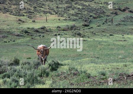 Texas Longhorn-Kuh steht auf einer Hochwüstenranch im Süden von Colorado, USA. Stockfoto