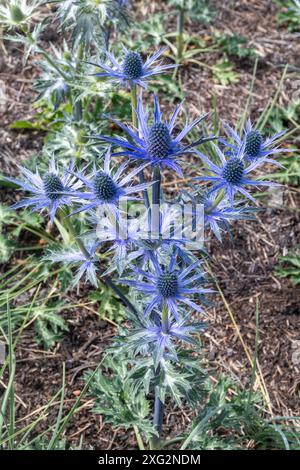 seeholly - Eryngium x zabelii 'Big Blue' ('Myersblue'), mehrjährige Pflanze mit stacheligem Laub und blauen Blüten im Sommer, England, Großbritannien Stockfoto