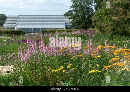 Sommerblumenränder mit farbenfrohen Blumen und Blick auf das Gewächshaus im RHS Wisley Garden, Surrey, England, Großbritannien Stockfoto