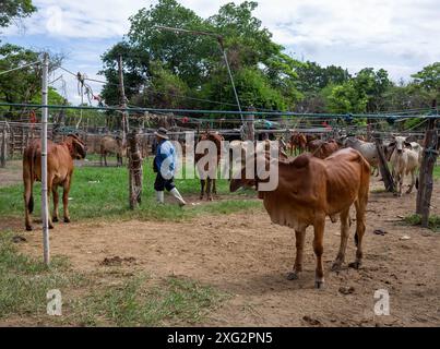 Kühe werden gefesselt, während sie auf den Verkauf auf dem „Kuhmarkt“ (Kad Wua) in Chiang Mai warten, einem bekannten lokalen Markt in Chiang Mai, der vor allem für den Handel mit Rindern, Büffeln und anderem Vieh bekannt ist. Darüber hinaus ist dieser Markt ein Treffpunkt für Einheimische und Touristen, die an der Kultur und dem Lebensstil Nordthailands interessiert sind. Der „Kuhmarkt“ (Kad Wua) im Bezirk San Pa Tong in Chiang Mai ist einer der größten und ältesten Märkte im Norden Thailands für den Kauf und Verkauf von Kühen, Büffeln und anderen Tieren. Es ist bei Einheimischen und Landwirten bekannt, die mit Vieh für Landwirtschaft und bre handeln Stockfoto