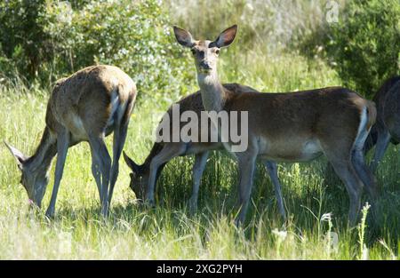 Hirsch (Cervus elaphus). Nationalpark Doñana. Der Provinz Huelva, Spanien Stockfoto