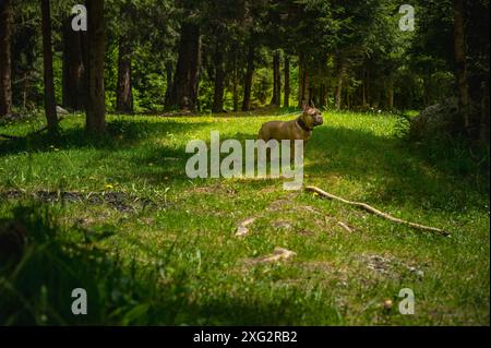 französische Bulldogge auf der Suche in einem Kiefernwald Stockfoto