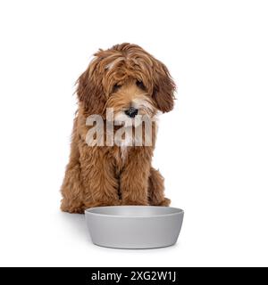 Glückliches Labradoodle-Hündchen, das hinter leerer Futterschale sitzt. Sieht sehr traurig aus für die Schüssel. Isoliert auf weißem Hintergrund. Stockfoto